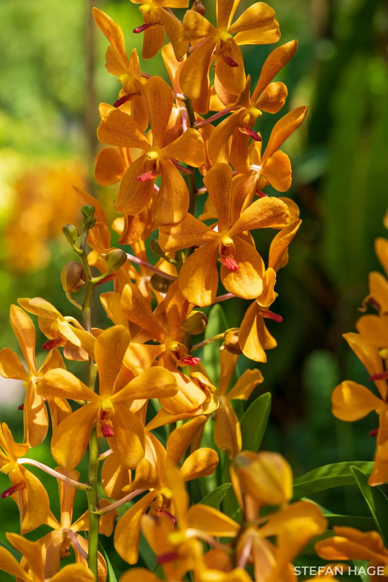 Orchid Garden Singapore