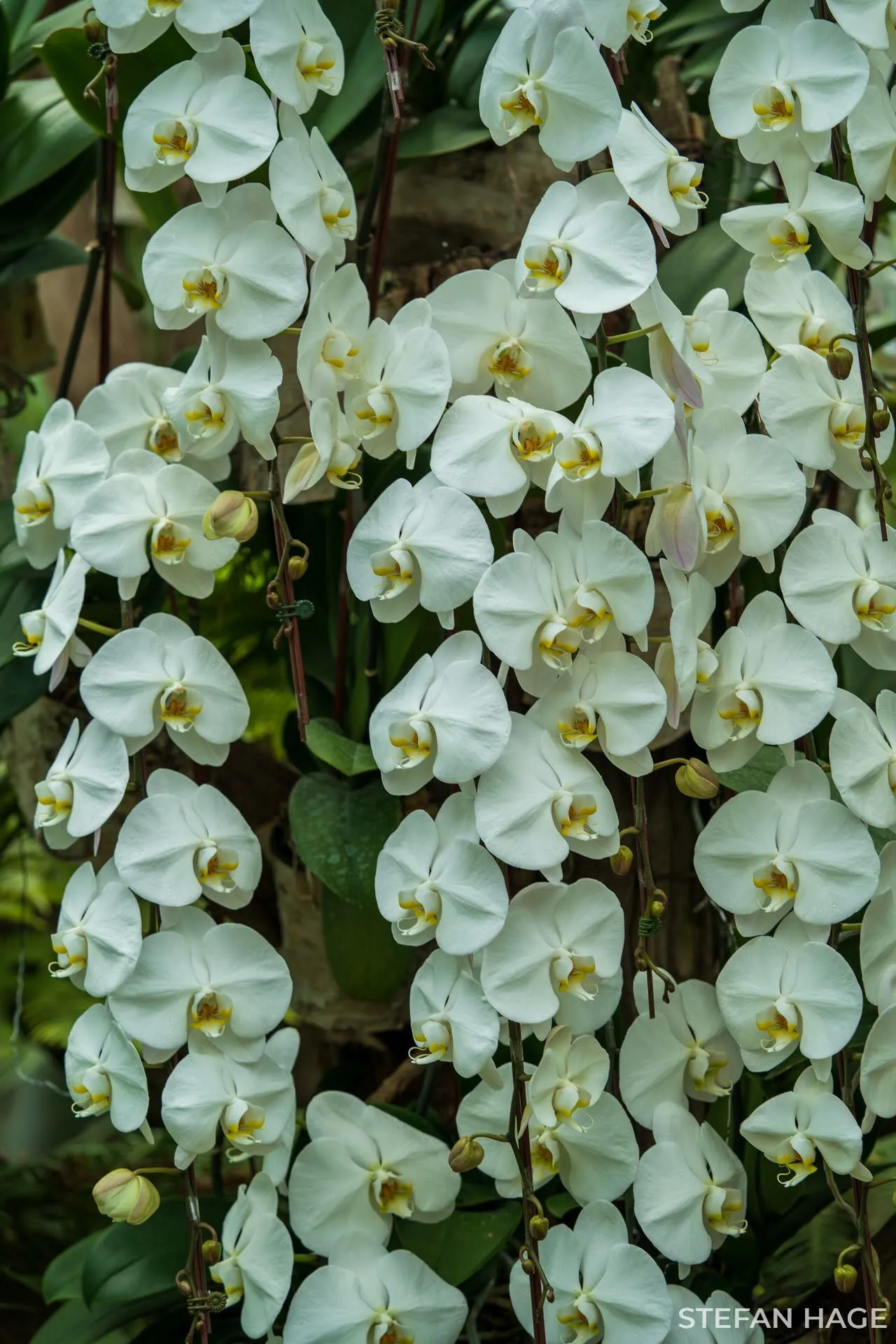 Orchid Garden Singapore