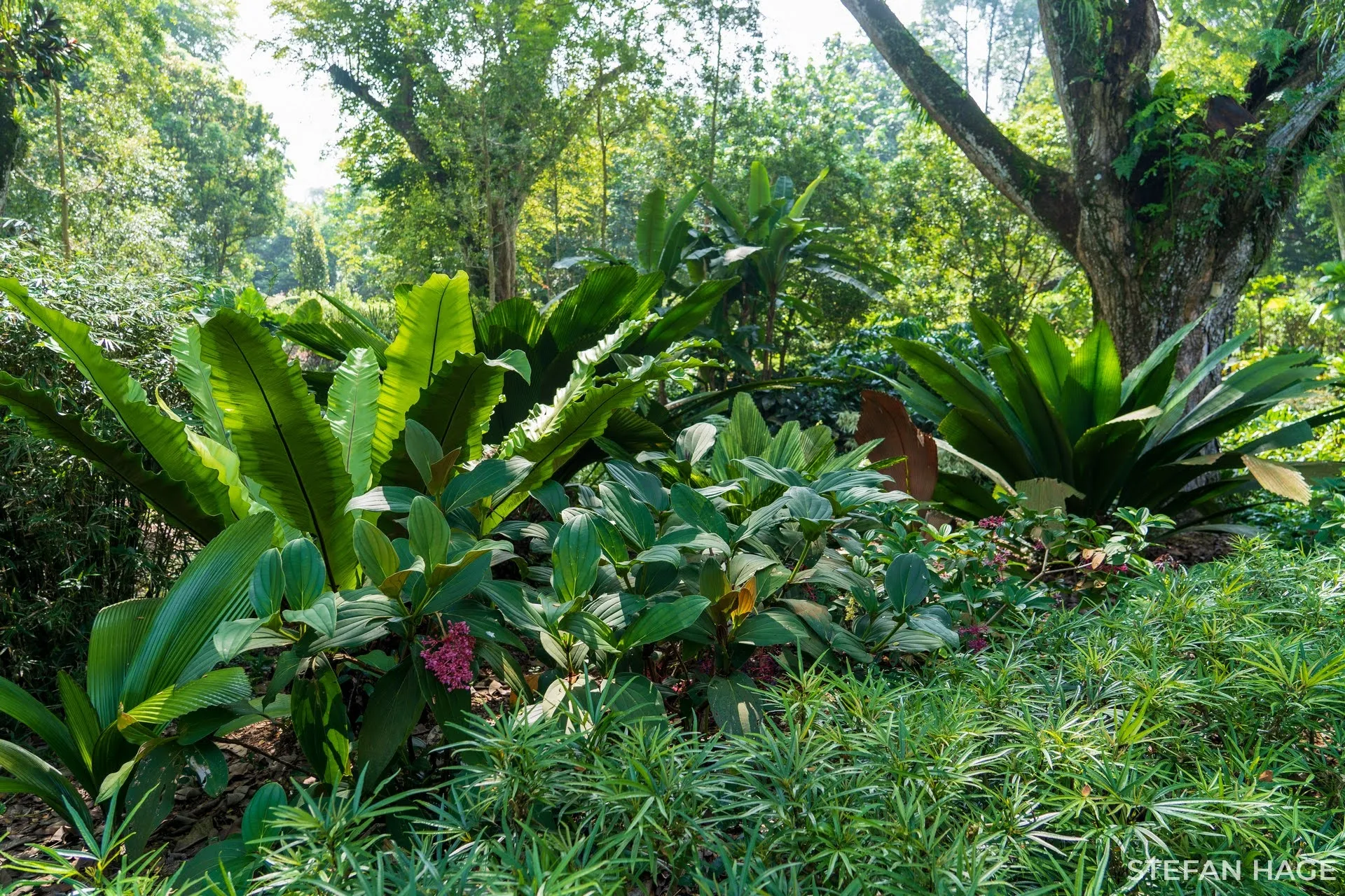 Botanic Gardens Singapore