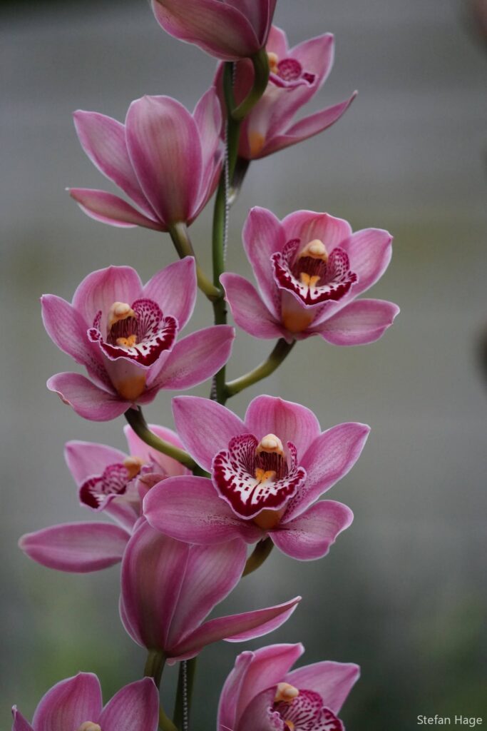 De Orchideeën Hoeve bloemen