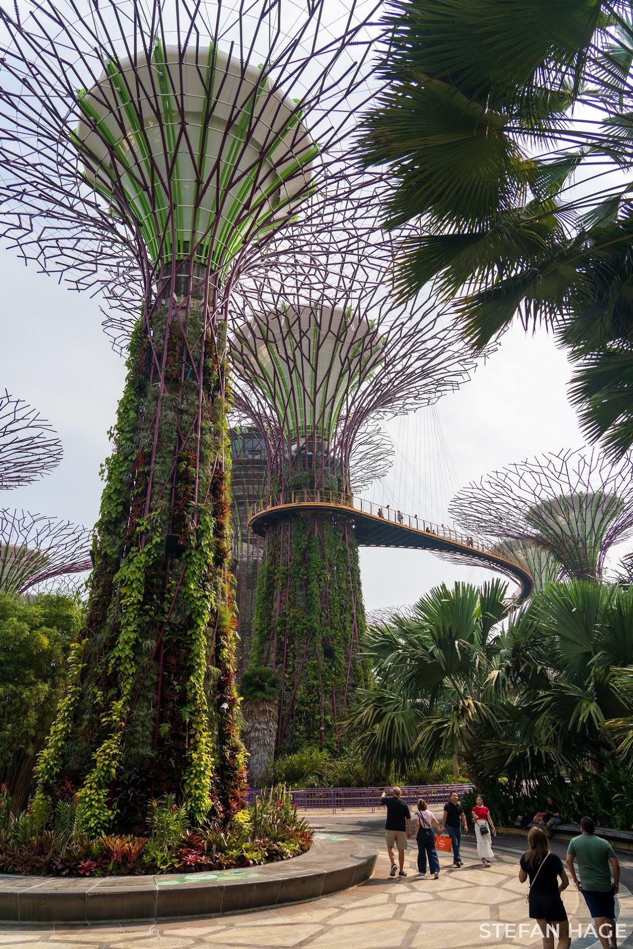 Supergrove Tree Singapore