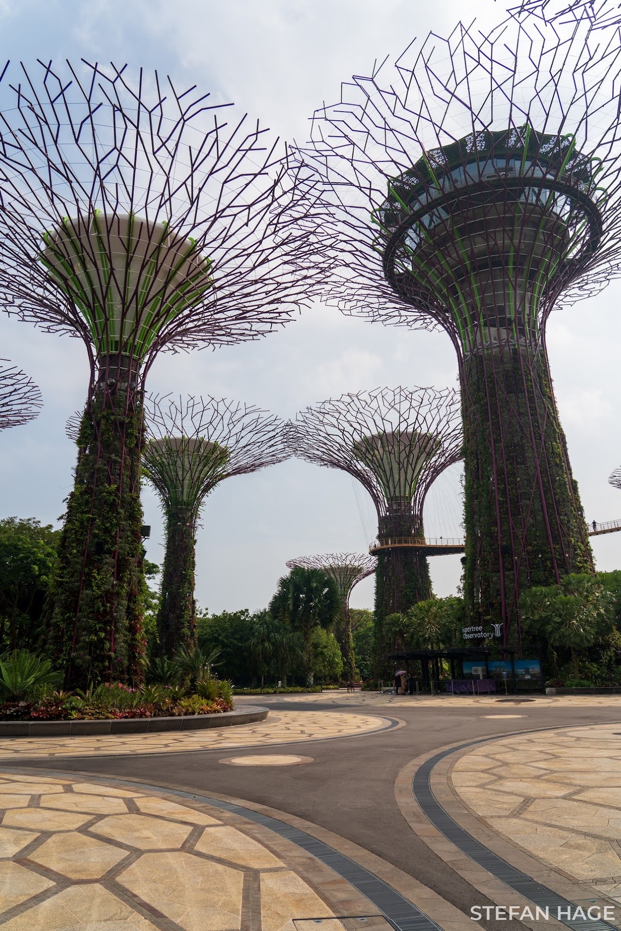 Supergrove Tree Singapore