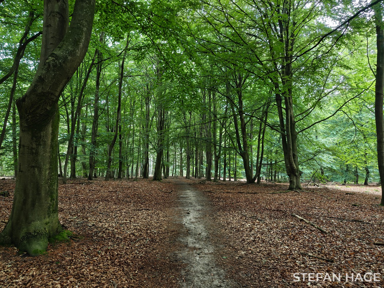 Boswachterij Grolloo Drenthe