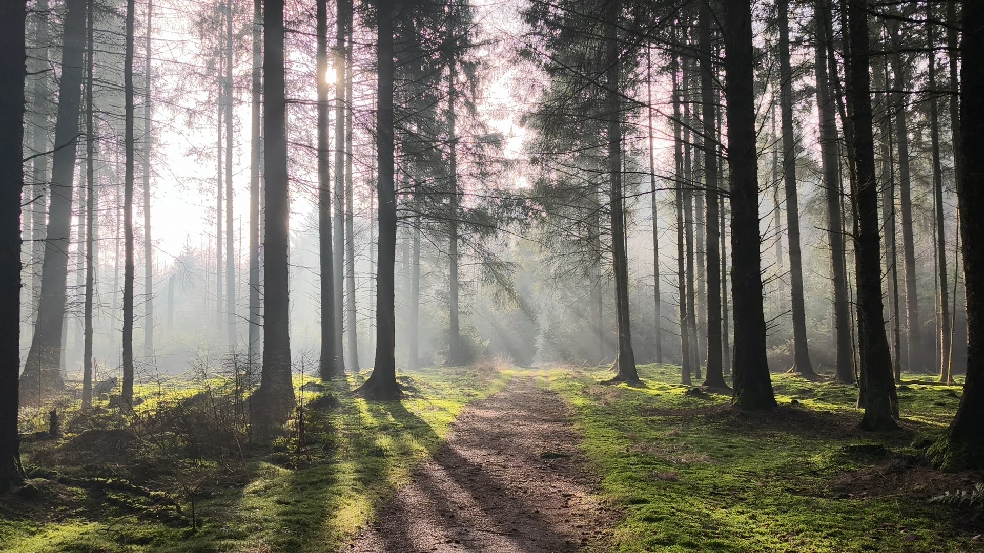 Boswachterij Grolloo Drenthe