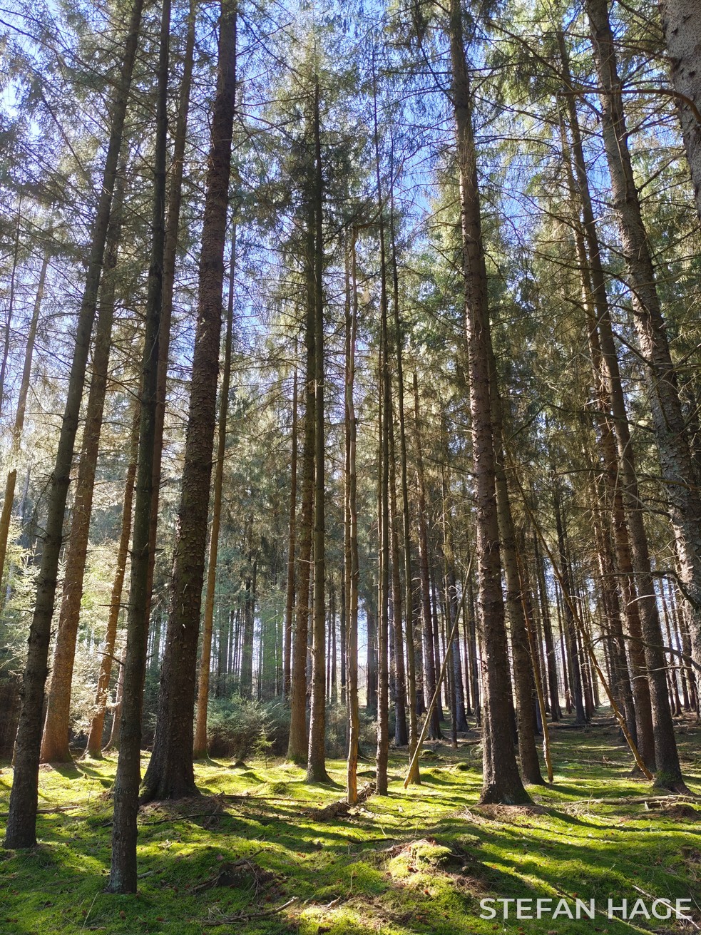 Boswachterij Grolloo bos