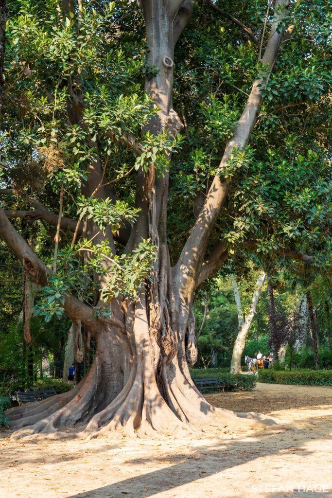 Sevilla Maria Luisa Park