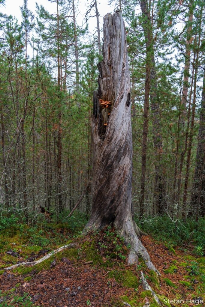 Oulanka natuurgebied Finland