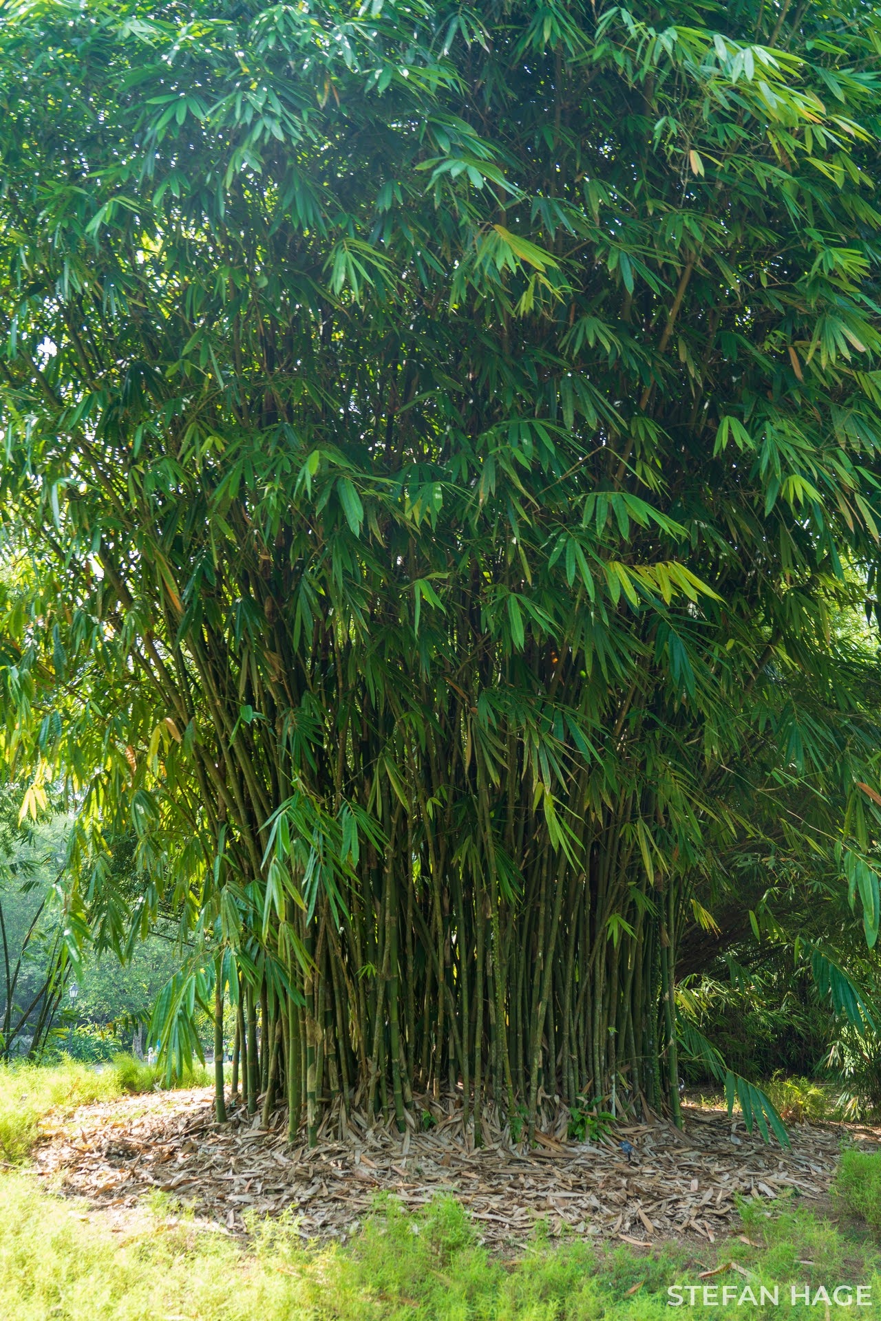 Botanic Gardens Singapore