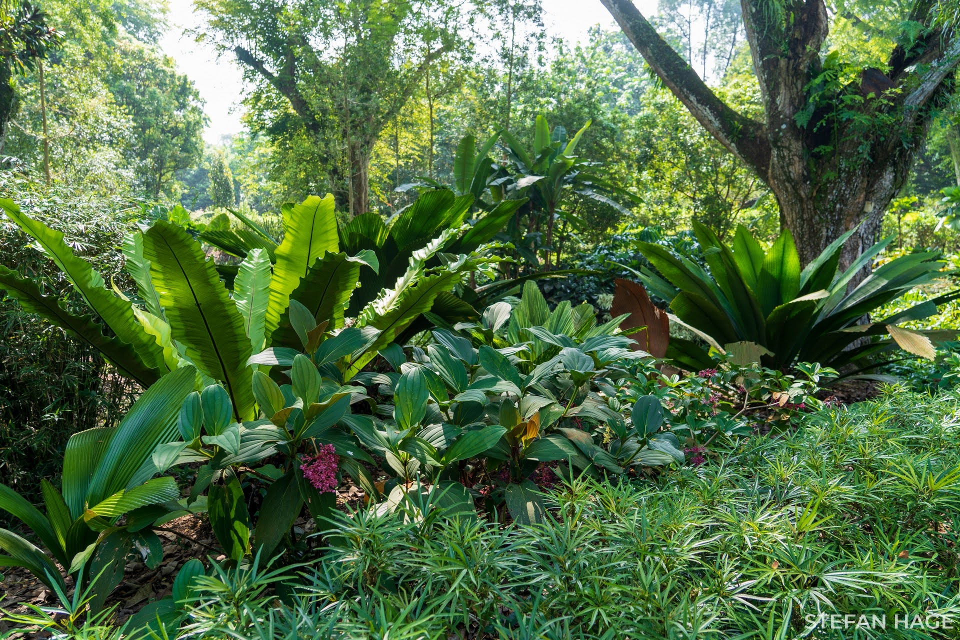 Botanic Gardens Singapore