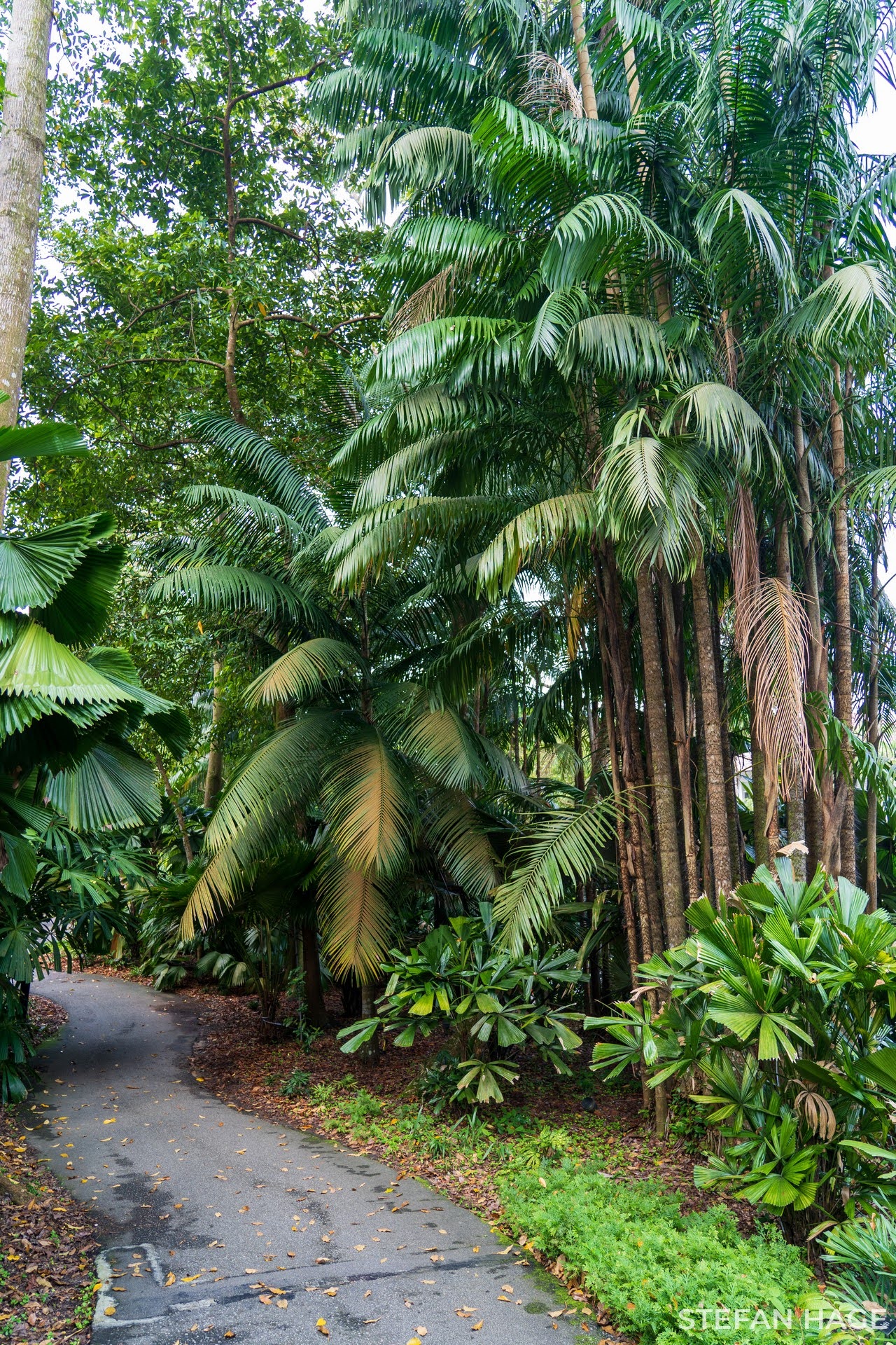 Botanic Gardens Singapore