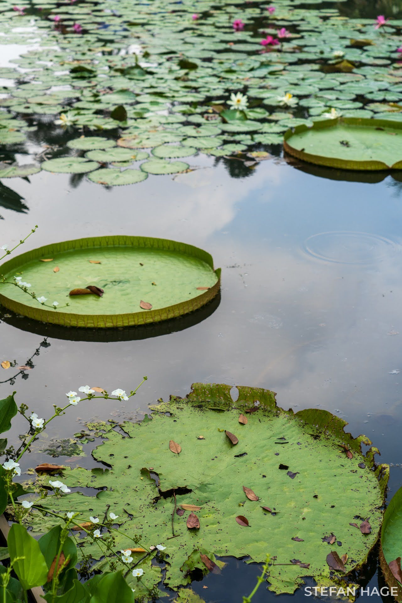 Singapore Botanische Tuin