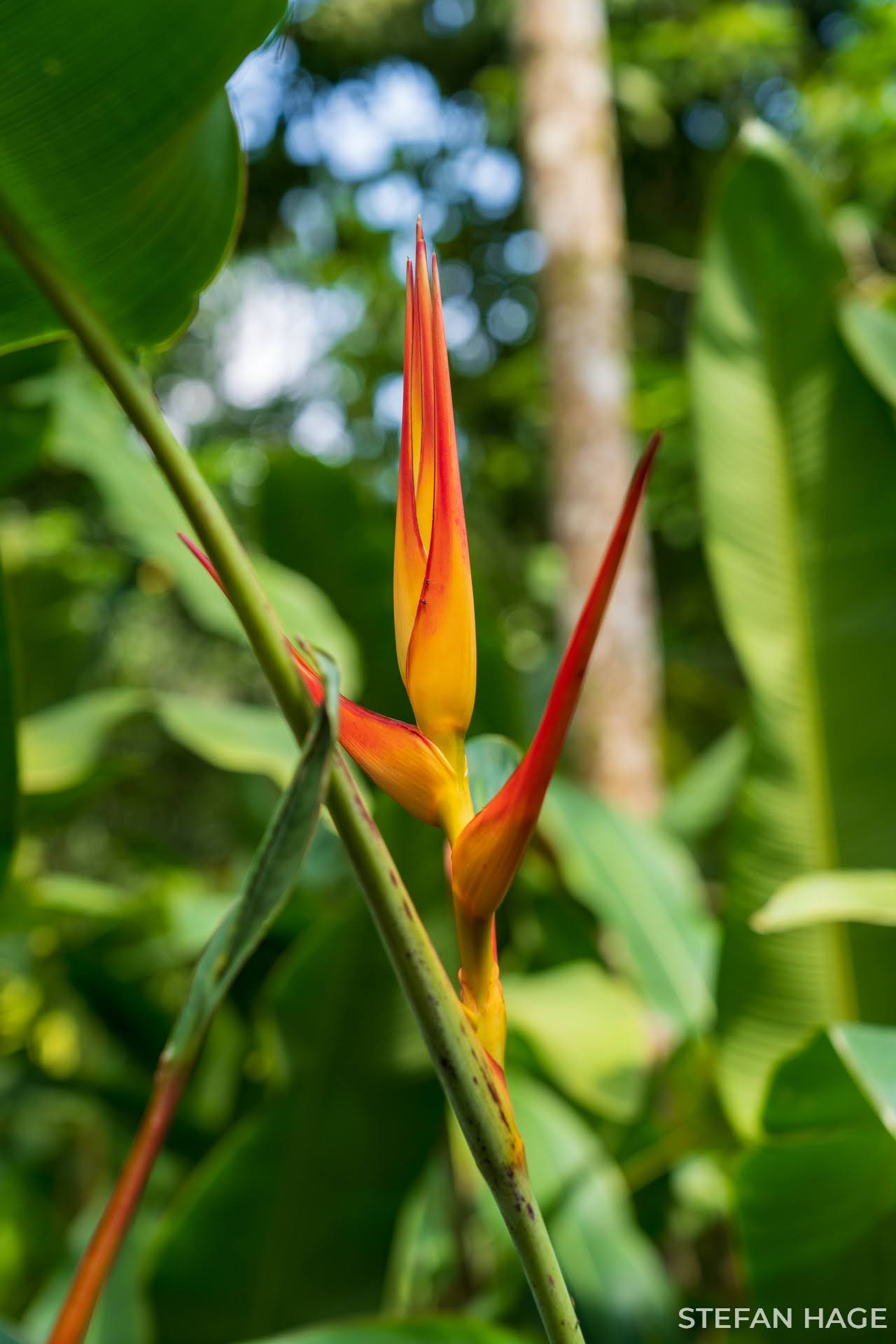 Singapore botanic gardens