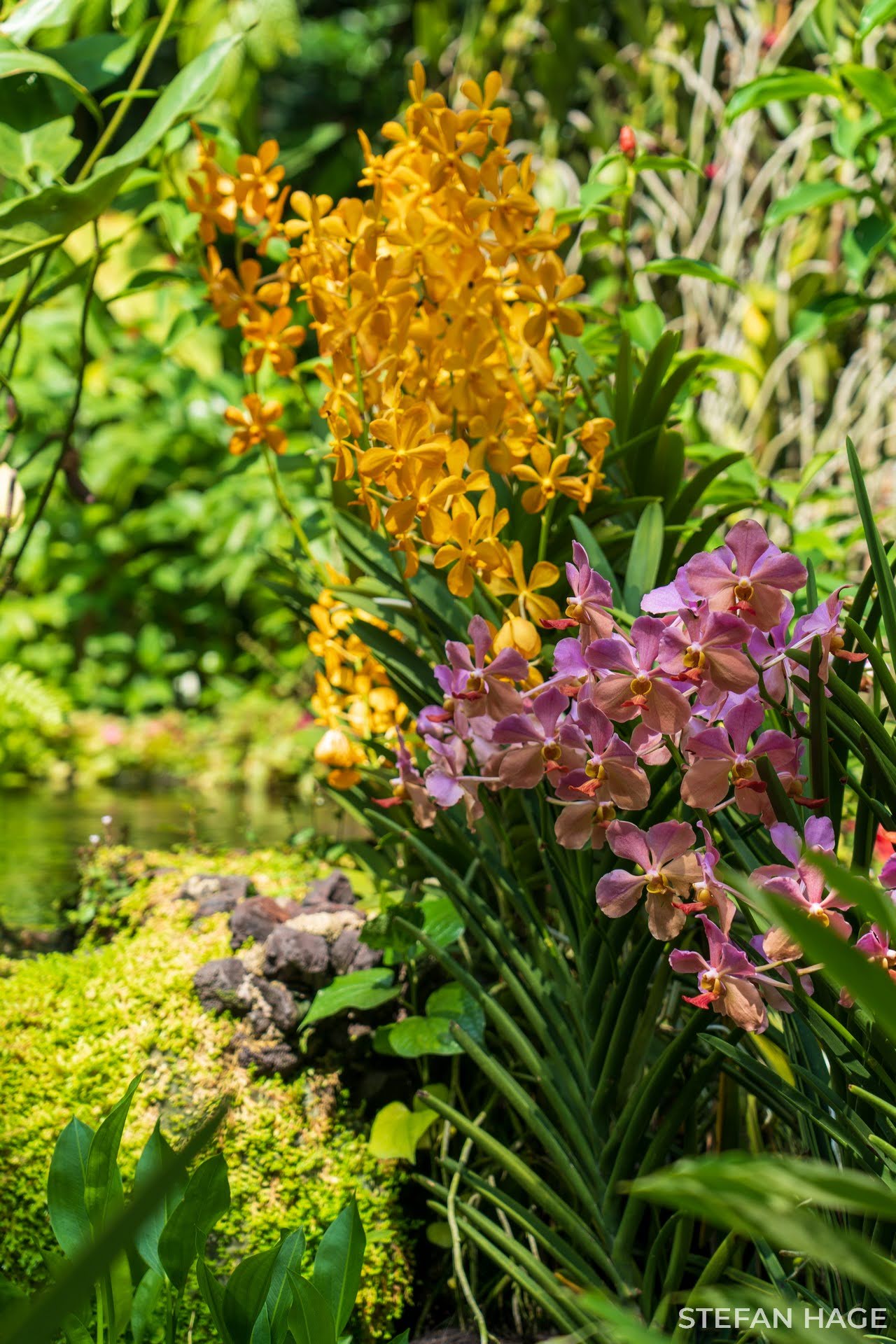 Orchid Garden Singapore