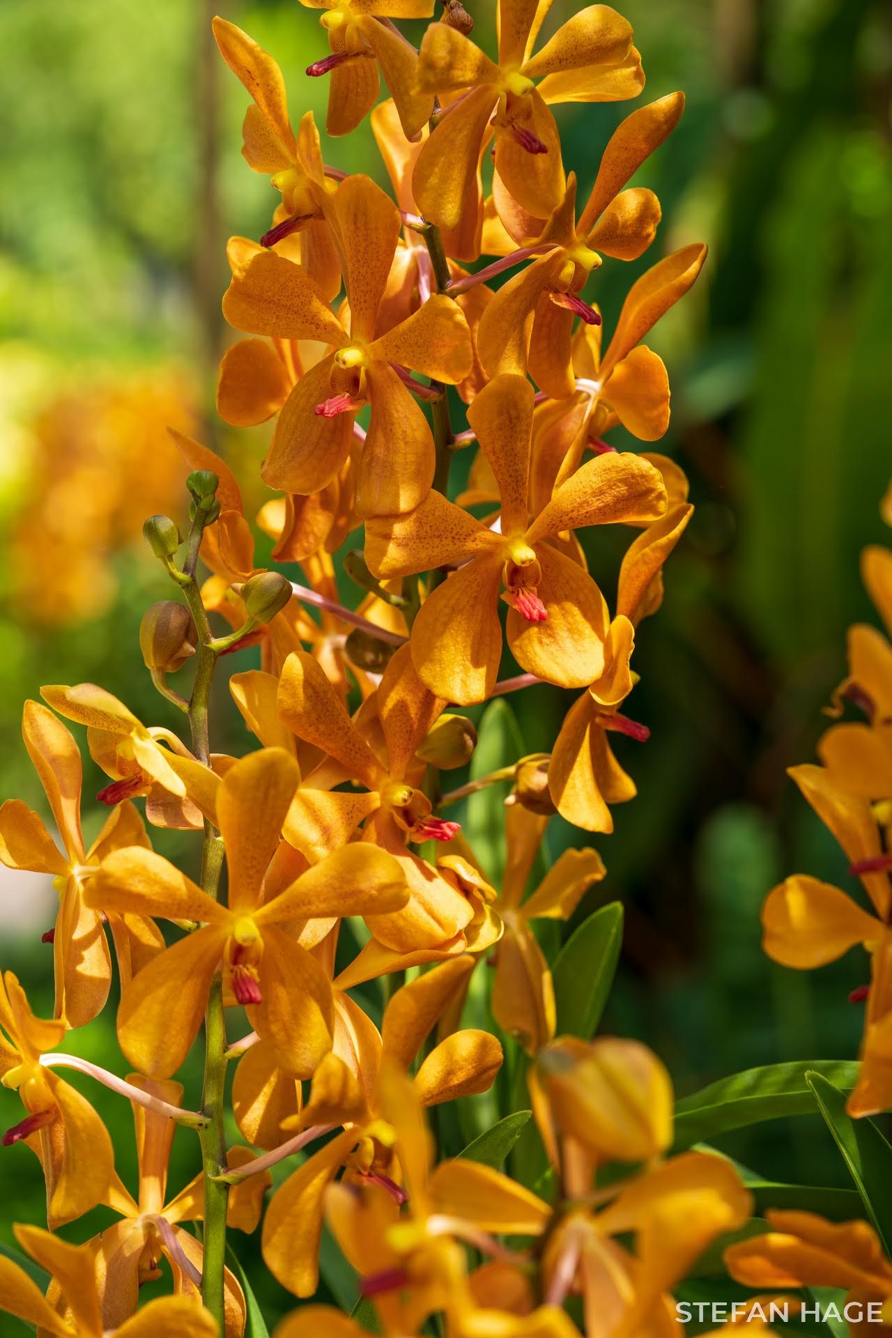 Orchid Garden Singapore