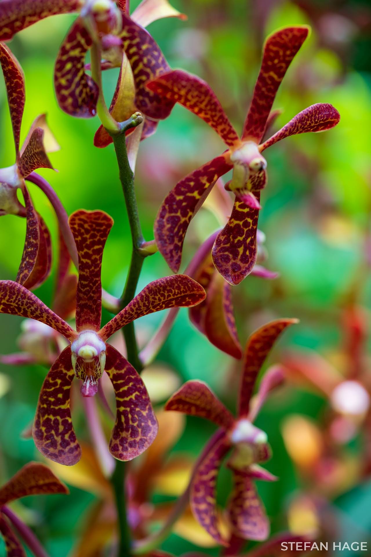 Orchid Garden Singapore