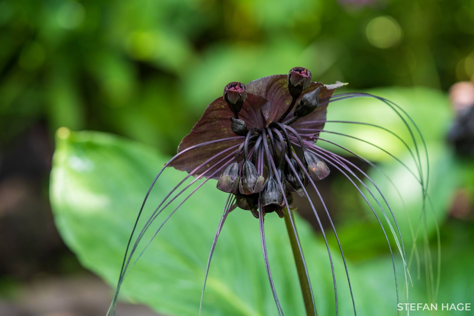 Orchid Garden Singapore