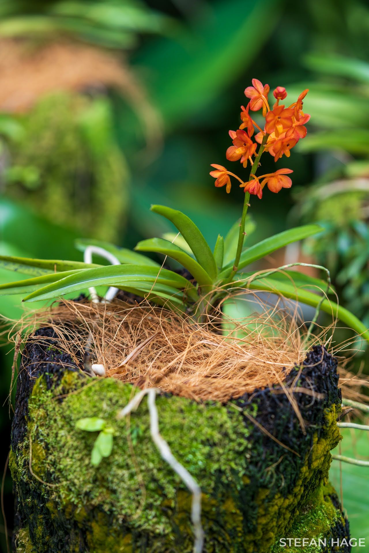 Orchid Garden Singapore