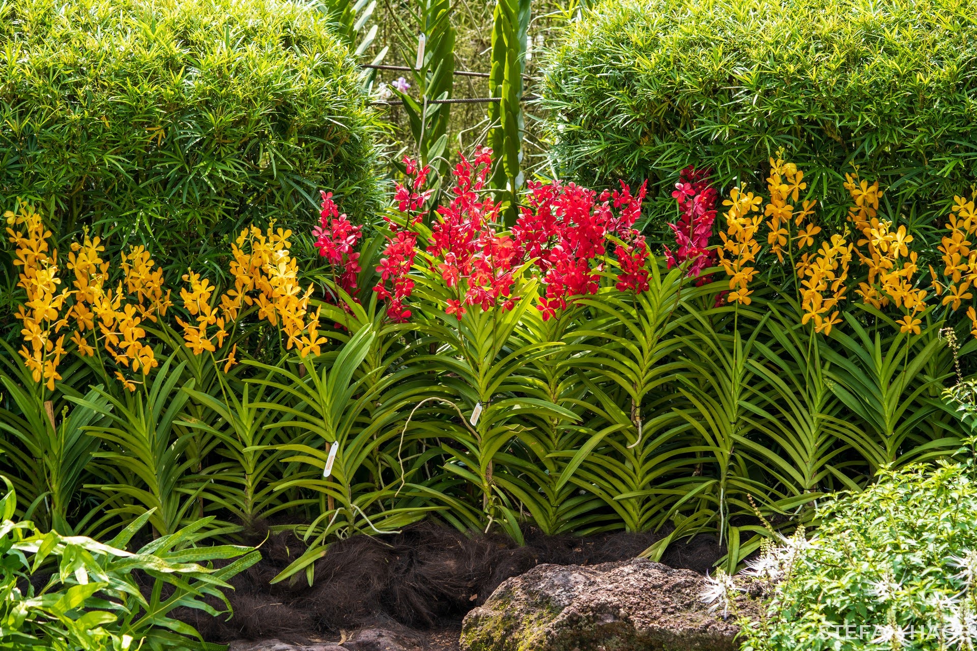 Orchid Garden Singapore