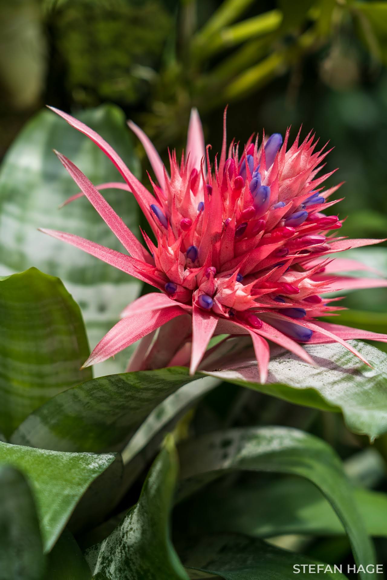 Orchid Garden Singapore