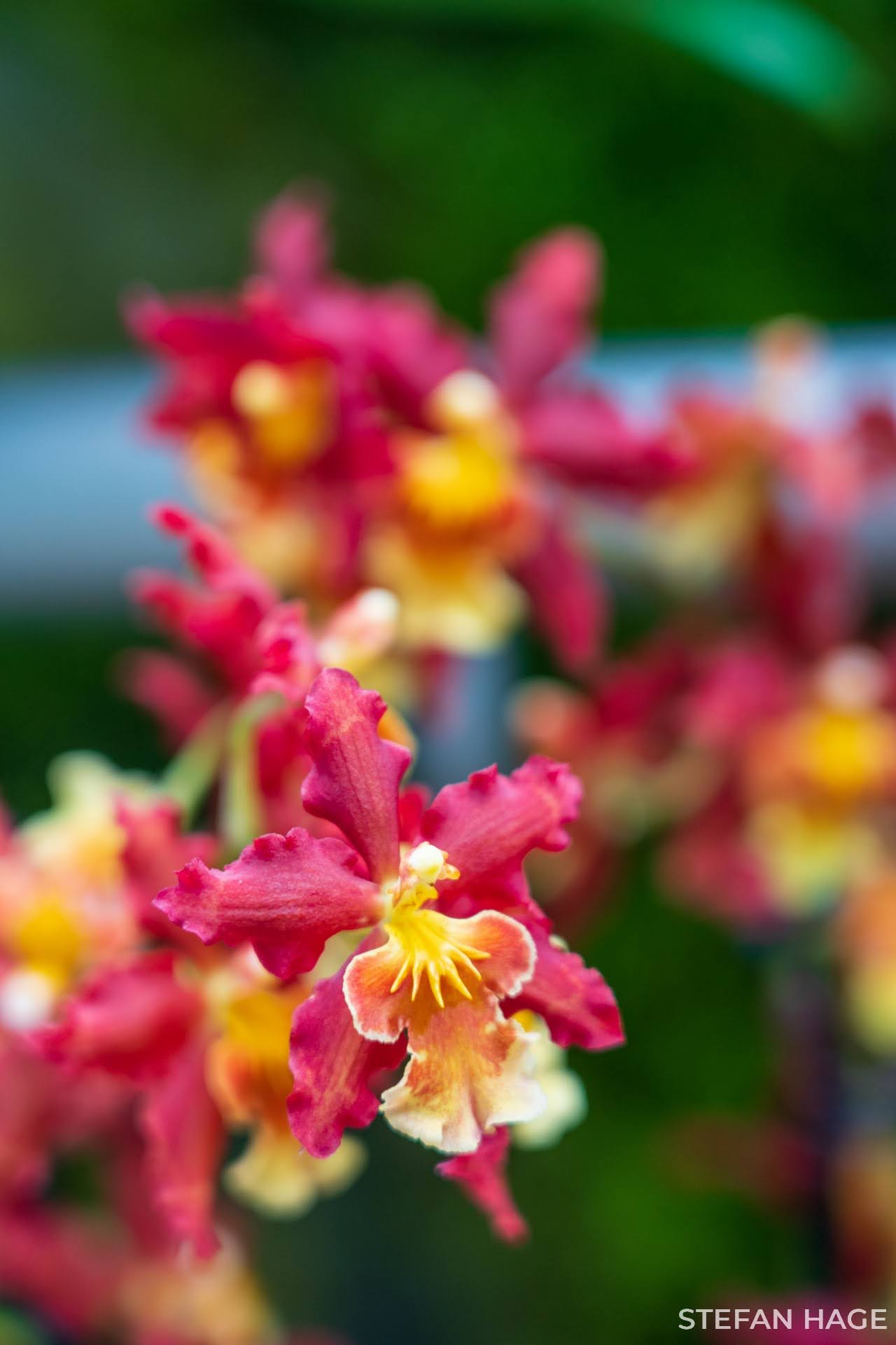 Orchid Garden Singapore