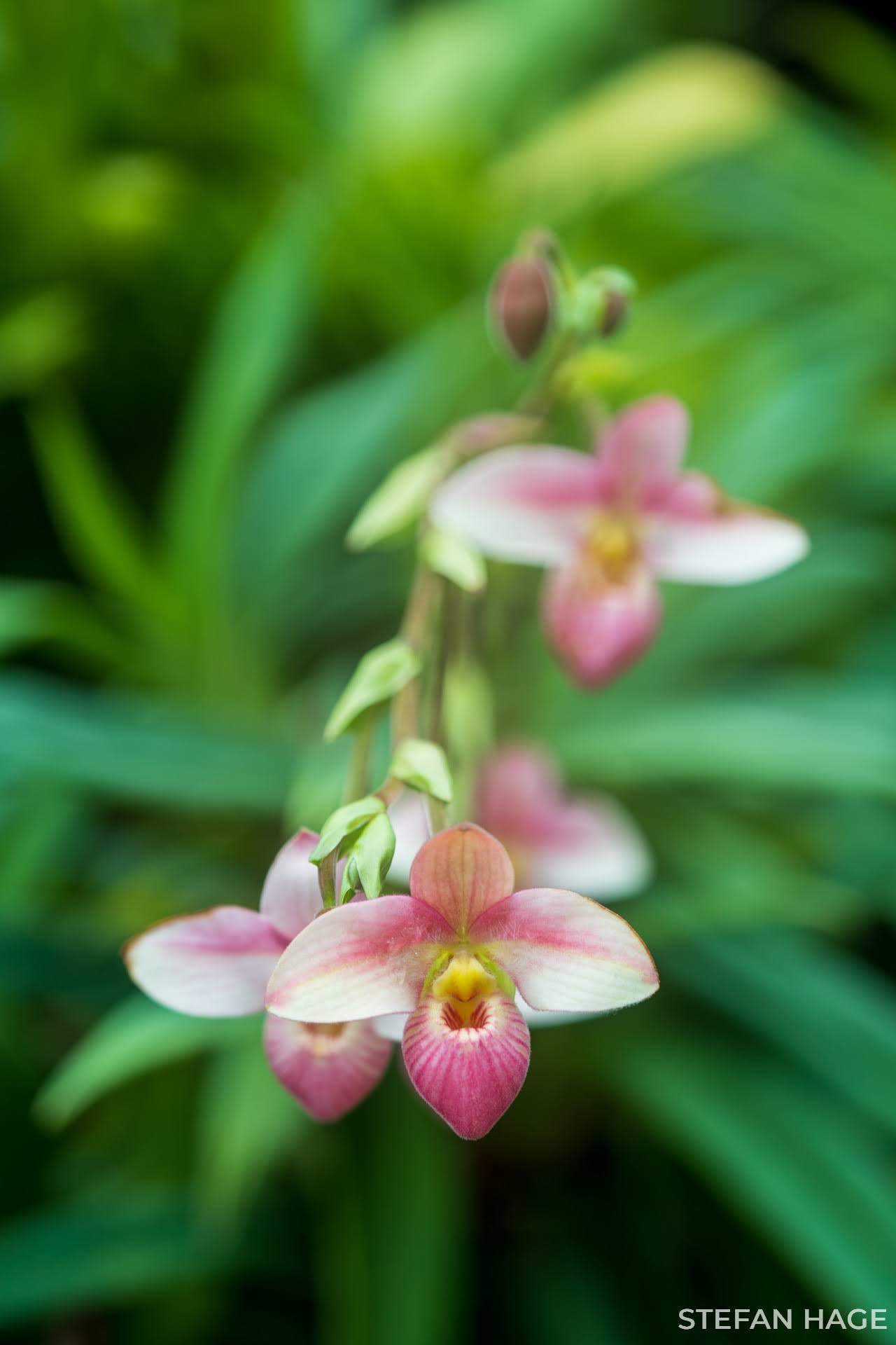 Orchid Garden Singapore