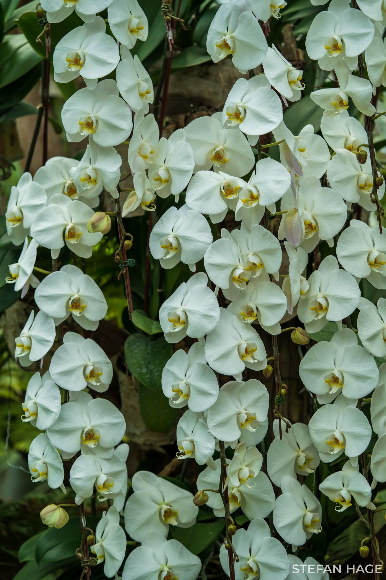 Orchid Garden Singapore