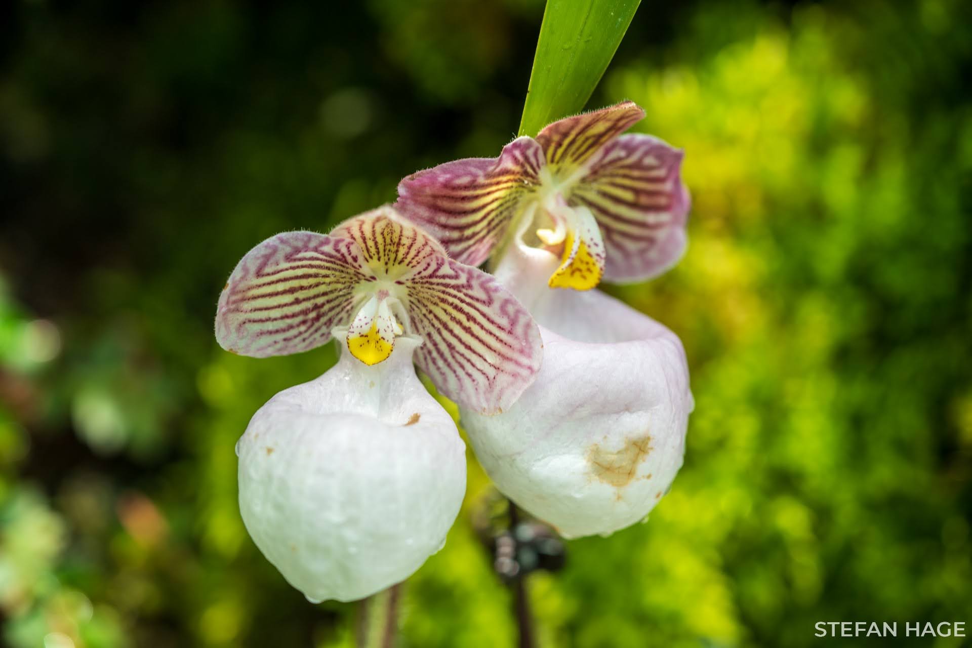 Orchideeëntuin Singapore