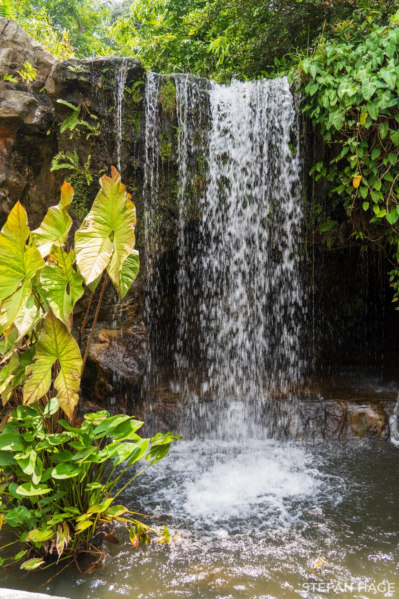 Orchideeëntuin Singapore