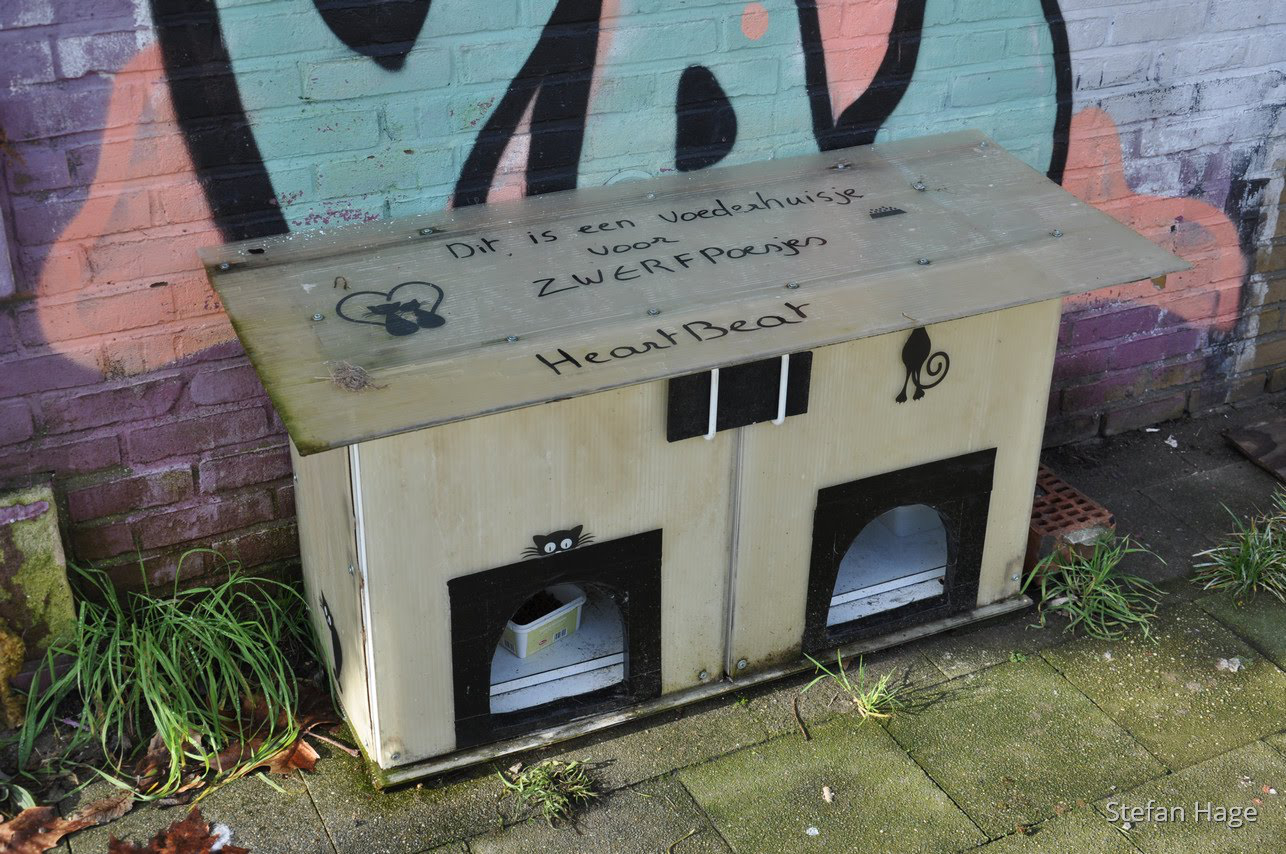 Doel België zwerfkatten