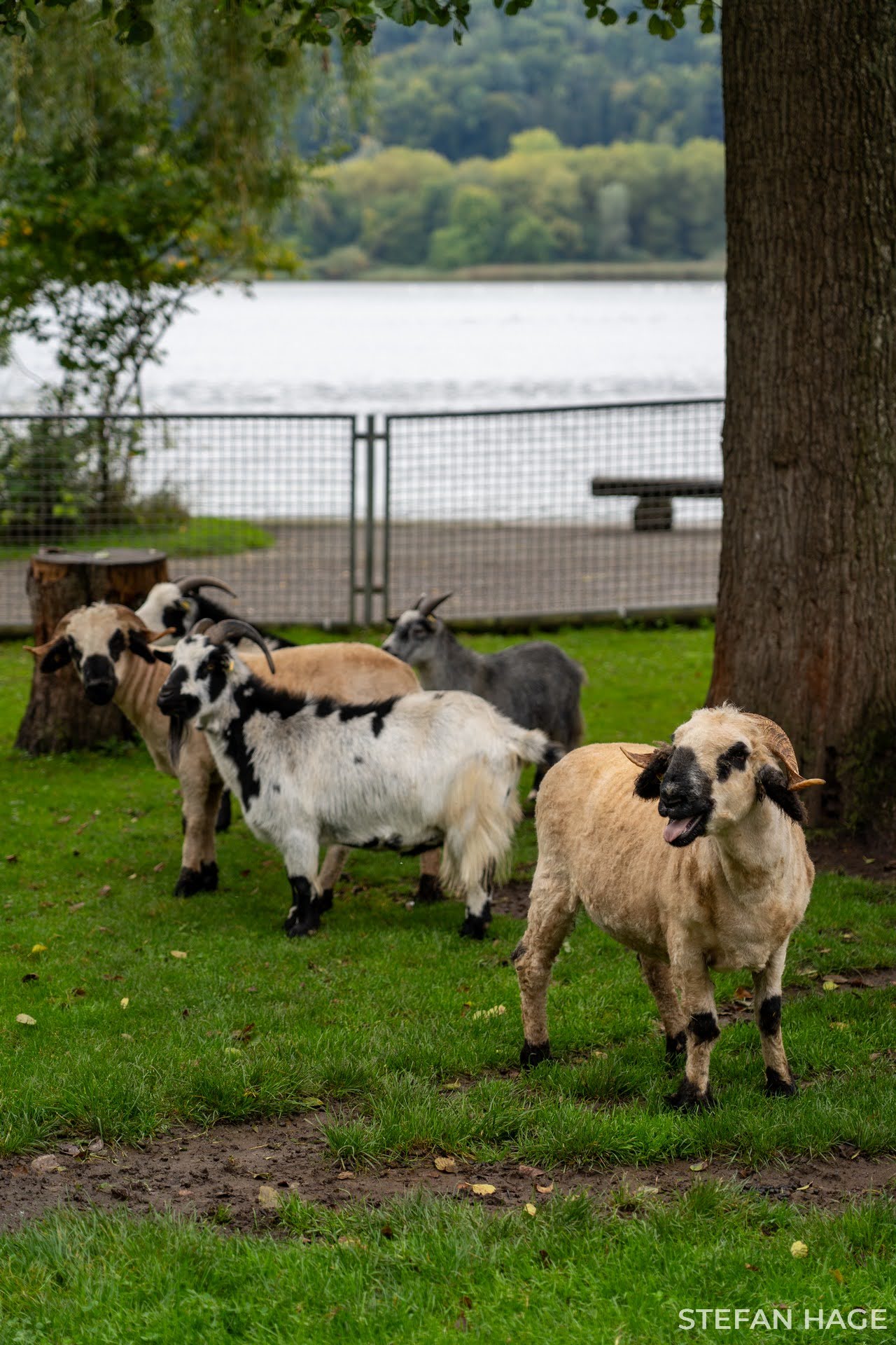 Bloemeneiland Mainau dierenweide