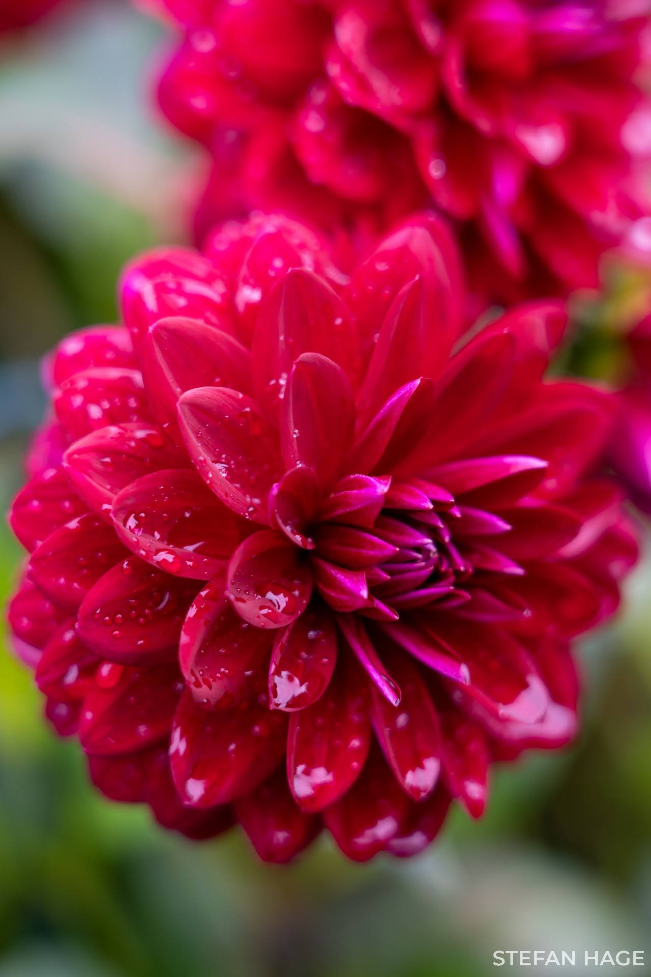 Bloemeneiland Mainau dahlia