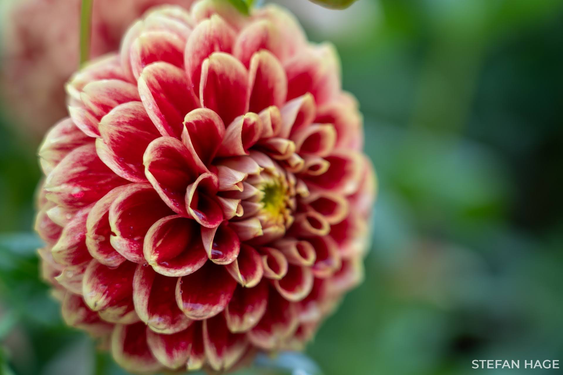 Bloemeneiland Mainau dahlia
