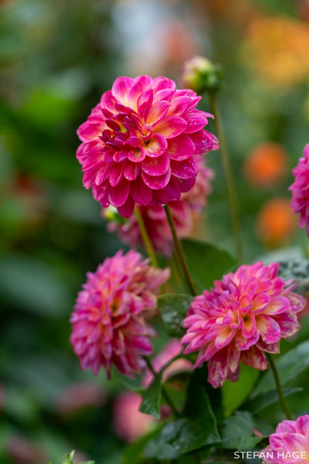 Bloemeneiland Mainau dahlia