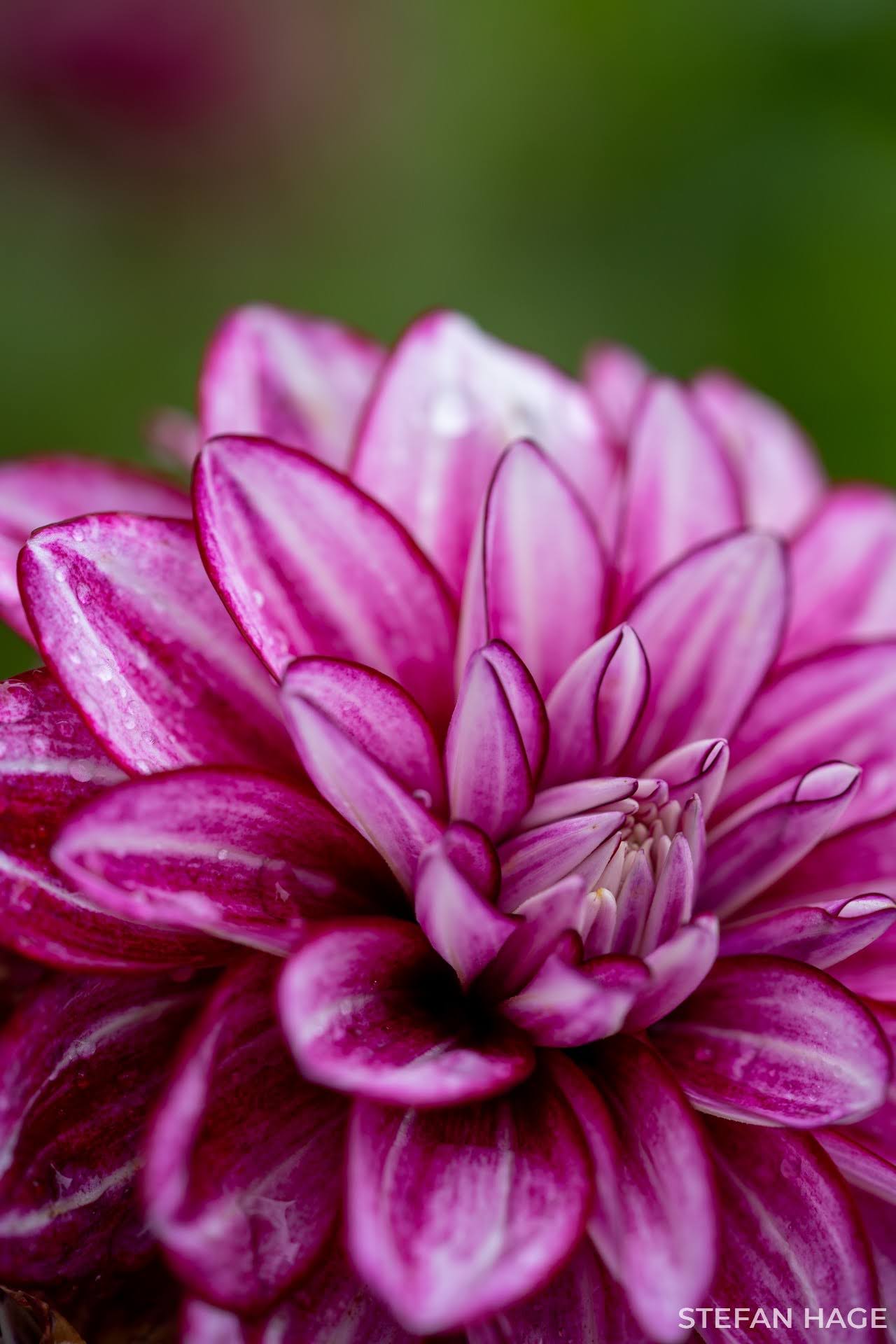 Bloemeneiland Mainau dahlia