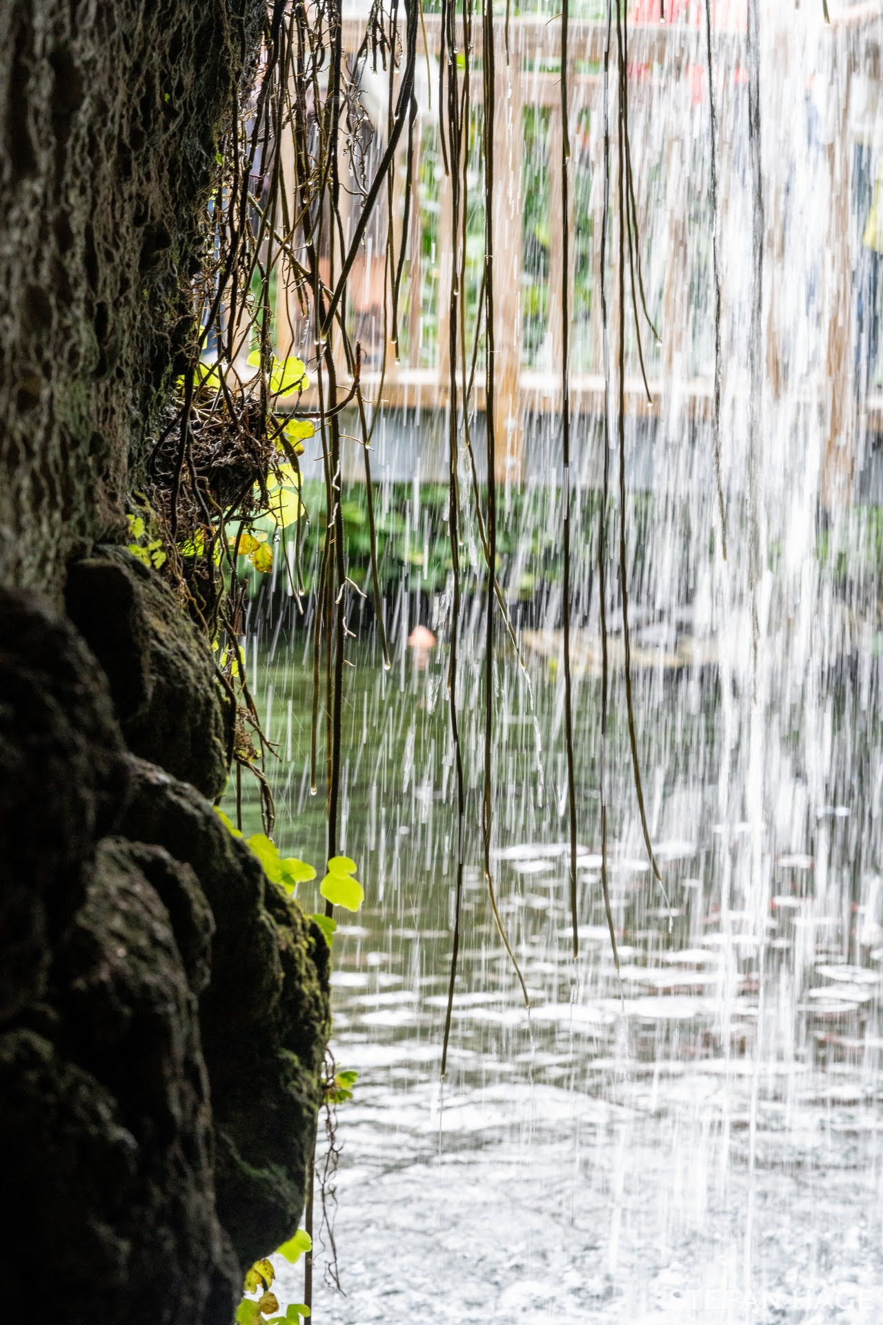 Vlinderhuis Mainau