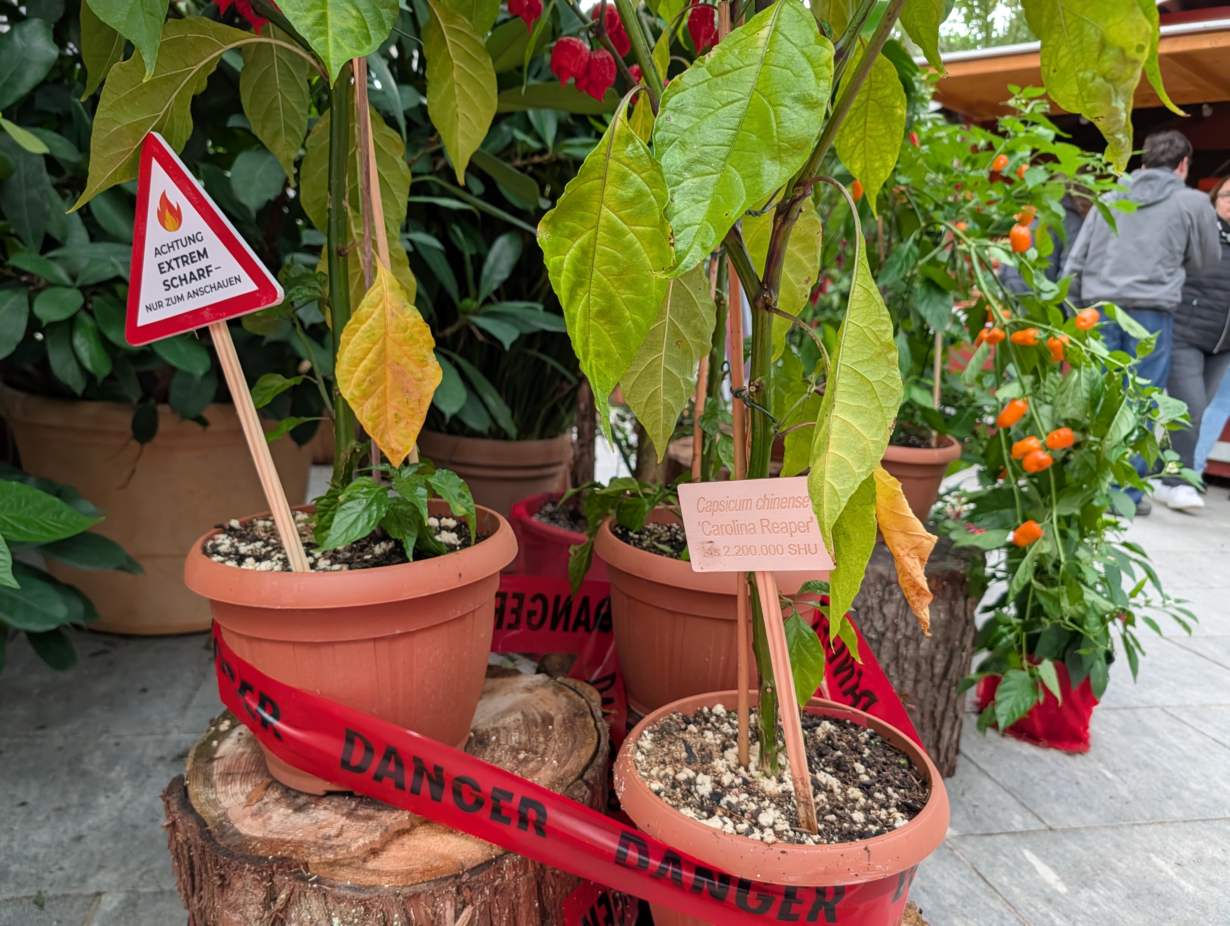 Peperplant Mainau